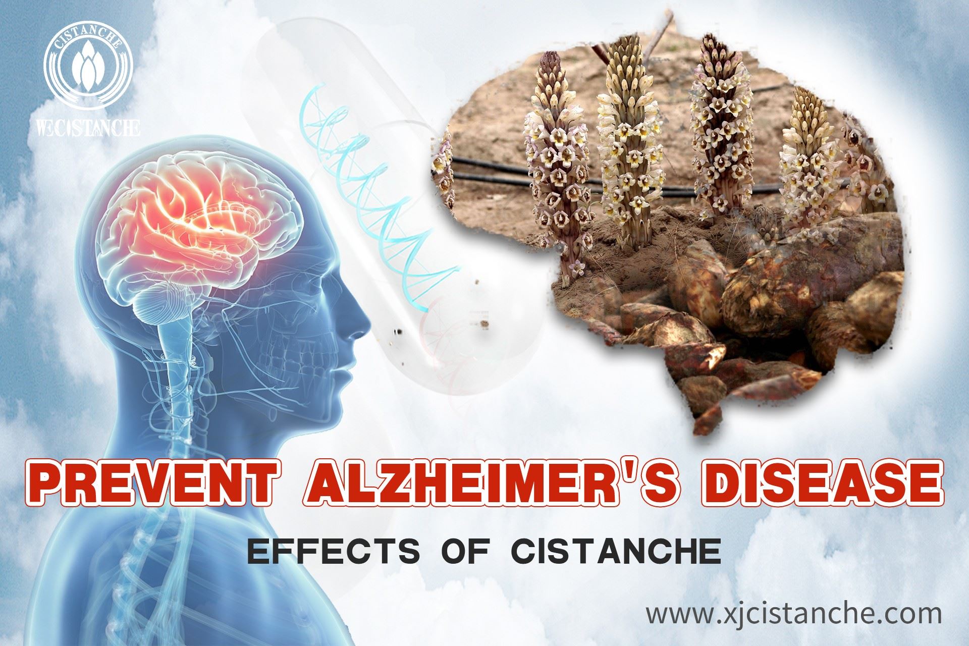 cistanche-neuroprotective cistanche-neuroprotective