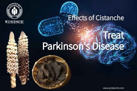 Cistanche has very good neuroprotective effect Cistanche has very good neuroprotective effect