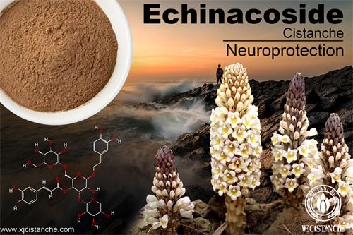 Echinacoside Echinacoside