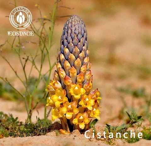 cistanche polysaccharide benefits