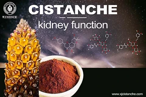 cistanche-kidney function1(55)