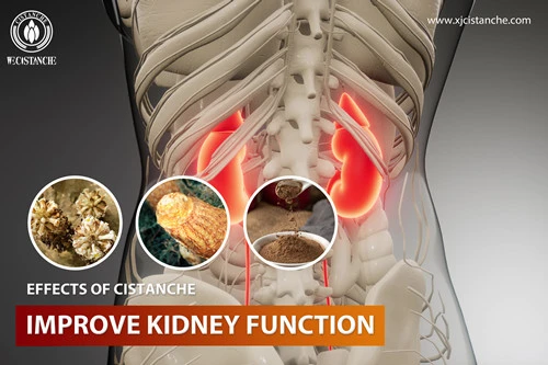 cistanche pills can improve kidney function