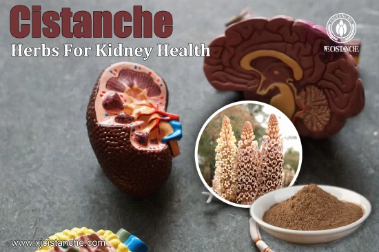 CISTANCHE EXTRACT WITH 25% ECHINACOSIDE AND 9% ACTEOSIDE FOR KIDNEY CISTANCHE EXTRACT WITH 25% ECHINACOSIDE AND 9% ACTEOSIDE FOR KIDNEY