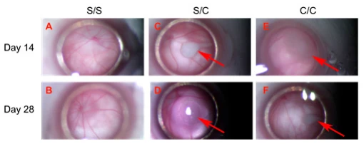 Figure 1. Transplanted gmRPCs visualized in vivo via fundus photography through a surgical microscope (all = left eye, OS). (A, B), sham-treated animals (sham/sham, S/S); (C, D), control animals with sham-treated right eye followed by gmRPCs-treated left eye (sham/cell, S/C), and animals with both eyes treated sequentially with gmRPCs (cell/cell, C/C) were observed and imaged through the surgical microscope. The upper panel (A, C, E) shows images of OS taken on Day 14 post-second injection; the lower panel (B, D, F) shows images of OS taken on Day 28 post-second injection. Allografts were seen as pale-colored cell clumps (arrows) visible in the vitreous of cell-injected left eyes (S/C, C/C) at both time points (Day 14: (C, D); and Day 28: (E, F)). Apart from grafts, there was no obvious inflammation or additional abnormality seen in the anterior and posterior segments, as viewed axially in this manner.