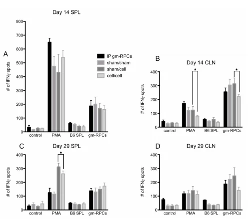 Figure 4. ELISPOT quantification following gmRPC transplantation. ELISPOT assays were set as the following groups: control, responder cells alone (lymphocytes or splenocytes containing T cells isolated from cervical lymph nodes (CLNs) or spleens (SPL) of the experimental animals; PMA, responder cells treated with phorbol 12-myristate 13-acetate (PMA) and Ca ionophore; B6 SPL, responder cells mixed with splenocytes isolated from C57BL/6 animals; gmRPCs, the same responder cells mixed with gmRPCs. (A), The responder cells were the splenocytes from the experimental animals that were sacrificed on day 14 after the second gmRPCs injection. (B) The responder cells were the lymphocytes from the CLNs of the experimental animals that were sacrificed on day 14 after the second gmRPCs injection. (C) The responder cells were the splenocytes from the experimental animals that were sacrificed on day 29 after the second gmRPCs injection. (D) The responder cells were the lymphocytes from the CLNs of the experimental animals that were sacrificed on day 29 after the second gmRPCs injection. Two-way ANOVA tests were used to test significance (*) between the sham/cell and cell/cell groups; p values were: (A) p < 0.5332, (B) p < 0.0001 (significant), (C) p < 0.0207 (significant), and (D) p < 0.3355.
