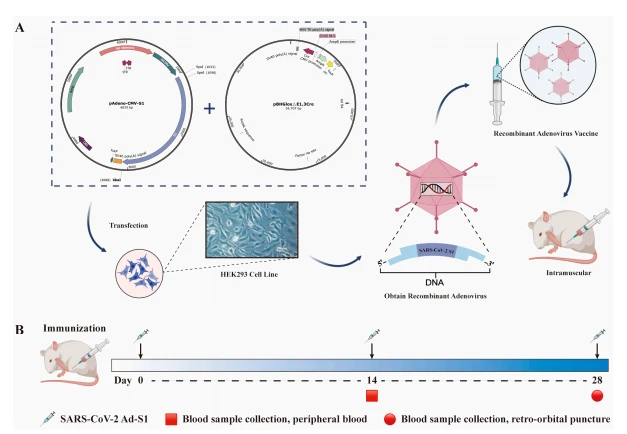 Figure 1. Construction of recombinant adenovirus vaccine and experimental strategy. (A) pAdeno-CMV-S1 is a recombinant adenovirus shuttle plasmid containing the target gene S1. pBHGlox∆E1,3Cre is the adenovirus skeleton plasmid. pBHGlox∆E1,3Cre and pAdeno-CMV-S1 were extracted with a QIAGEN plasmid extraction kit (Beijing North Yitao Trading Co., LTD., Beijing, China). One day before transfection, HEK293 cells were passaged in a 25 cm2 cell culture flask. The culture medium was DMEM containing 5% FBS without antibiotics. On the second day, 60–80% of the cells were selected and the transfection solution was added to the cells. After 7 days of transfection, the cells were scraped off, centrifuged, the supernatant discarded, and the cells were resuscitated with PBS. The cells were freeze-thawed repeatedly at −80 ◦C and 37 ◦C. After centrifugation, the supernatant contained the primary virus solution. The recombinant adenovirus strain was purified, amplified, and obtained after further processing and designated Ad-S1. The vaccine was injected intramuscularly into the mice for follow-up studies. (B) The depicted time scale of immunization and blood withdrawal.