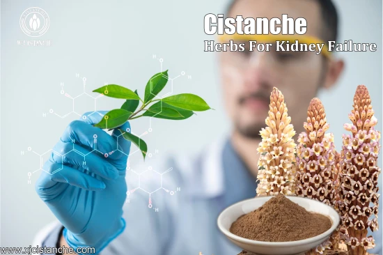 Cistanche Supplement Kidney Function