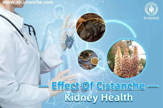 Cistanche Supplement Kidney Function
