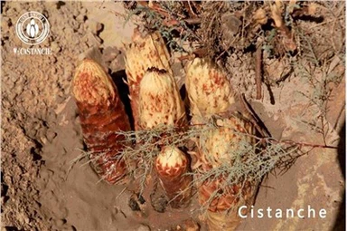 Cistanche-voordeel Cistanche-effecten Cistanche-bijwerkingen Cistanche-gebruik Cistanche-dosering